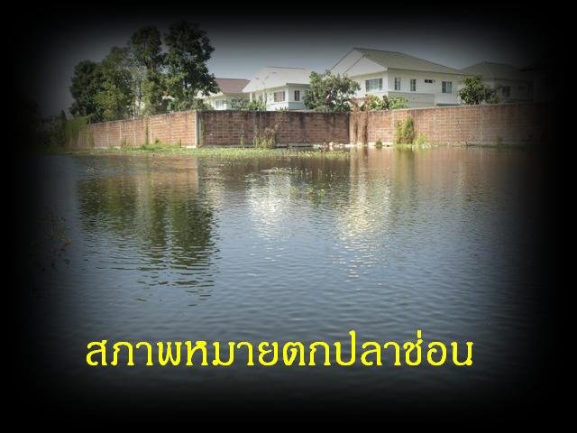 ปลาช่อนหลังหมู่บ้าน