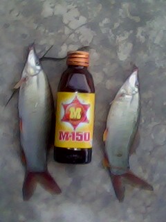 ปลาหมูฝายยางส้มป่อย จ.ชัยภูมิ