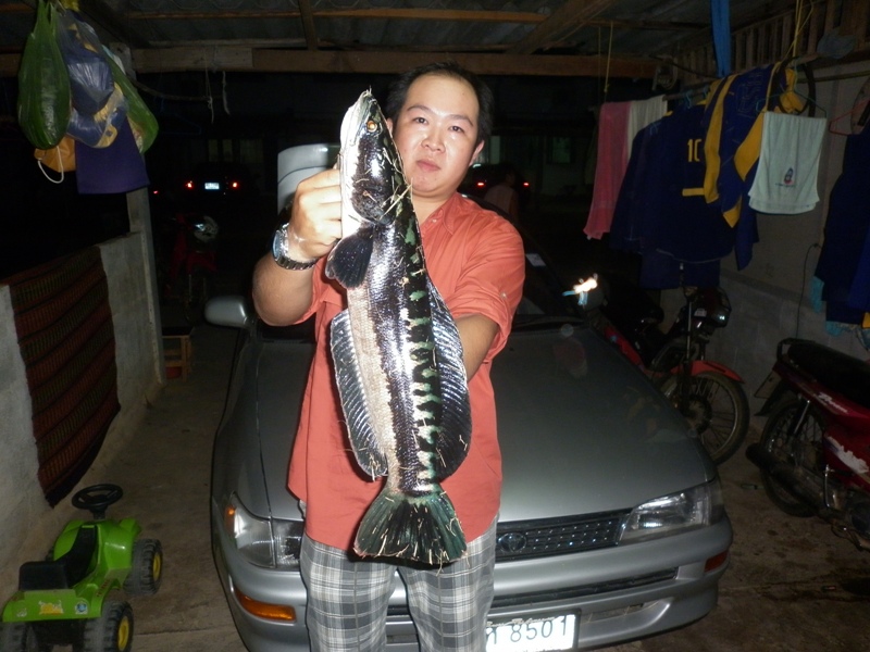 ชะโดในค่ายทหาร