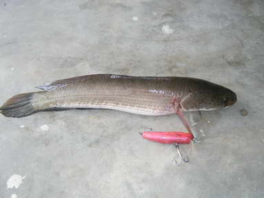 เช้า 1 บ่าย 1
