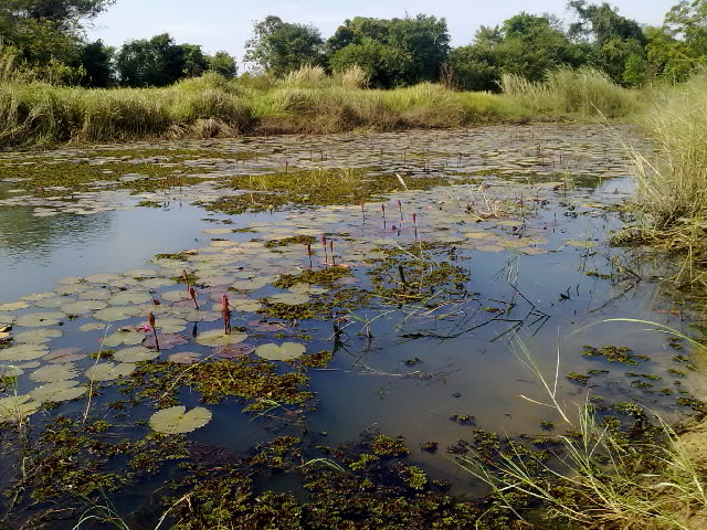 ปลาช่อนแถวปราจีนบุรี
