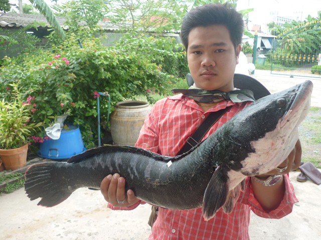 ชะโดสายเอเซีย ยุดยา