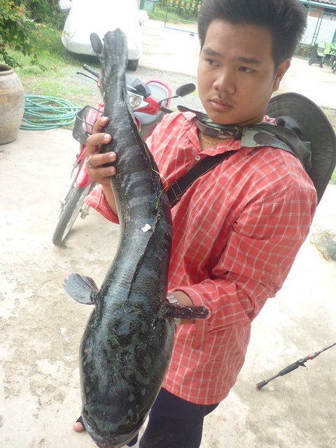 ชะโดสายเอเซีย ยุดยา