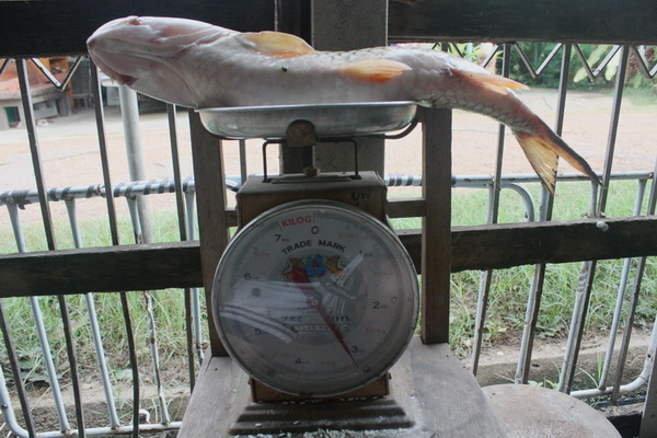 กระสูบเขื่อนเพชร