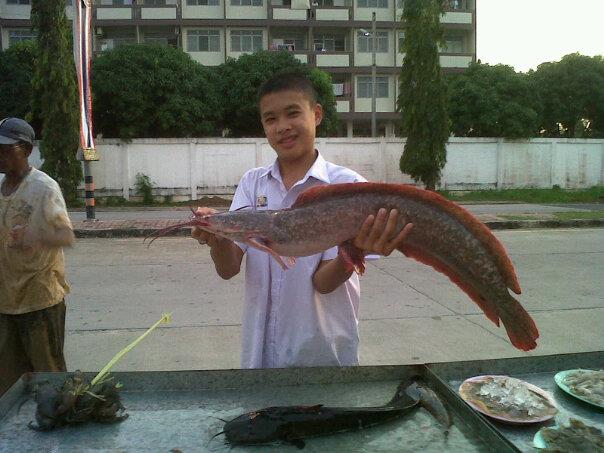 ปลาดุกตัวใหญ่ๆคับ