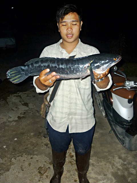 เมื่อเย็นโดนชะโดดุ  *กบโทน*