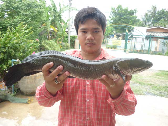 ปลาช่อน โดย  *กบโทน ยุดยา*