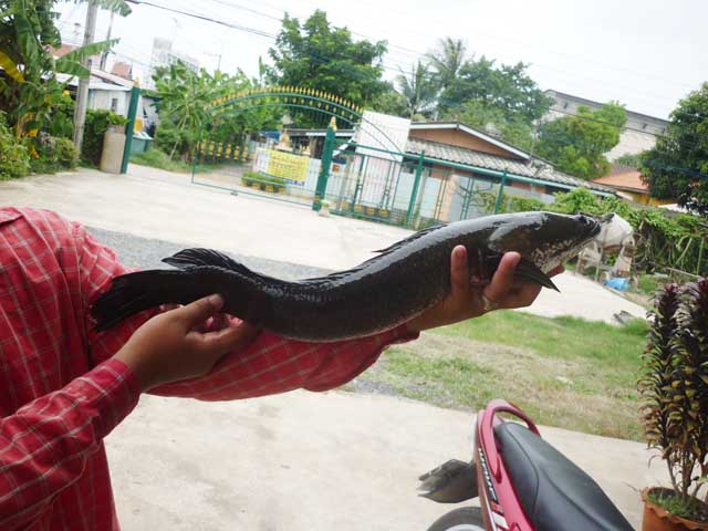 ปลาช่อน โดย  *กบโทน ยุดยา*