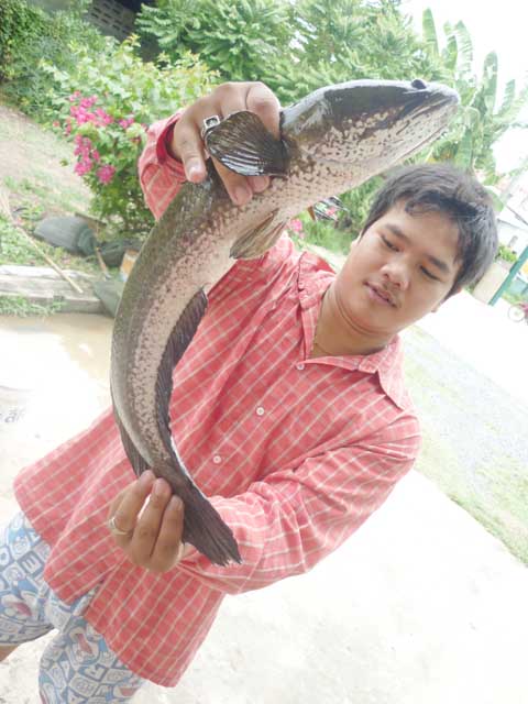 ปลาช่อน โดย  *กบโทน ยุดยา*