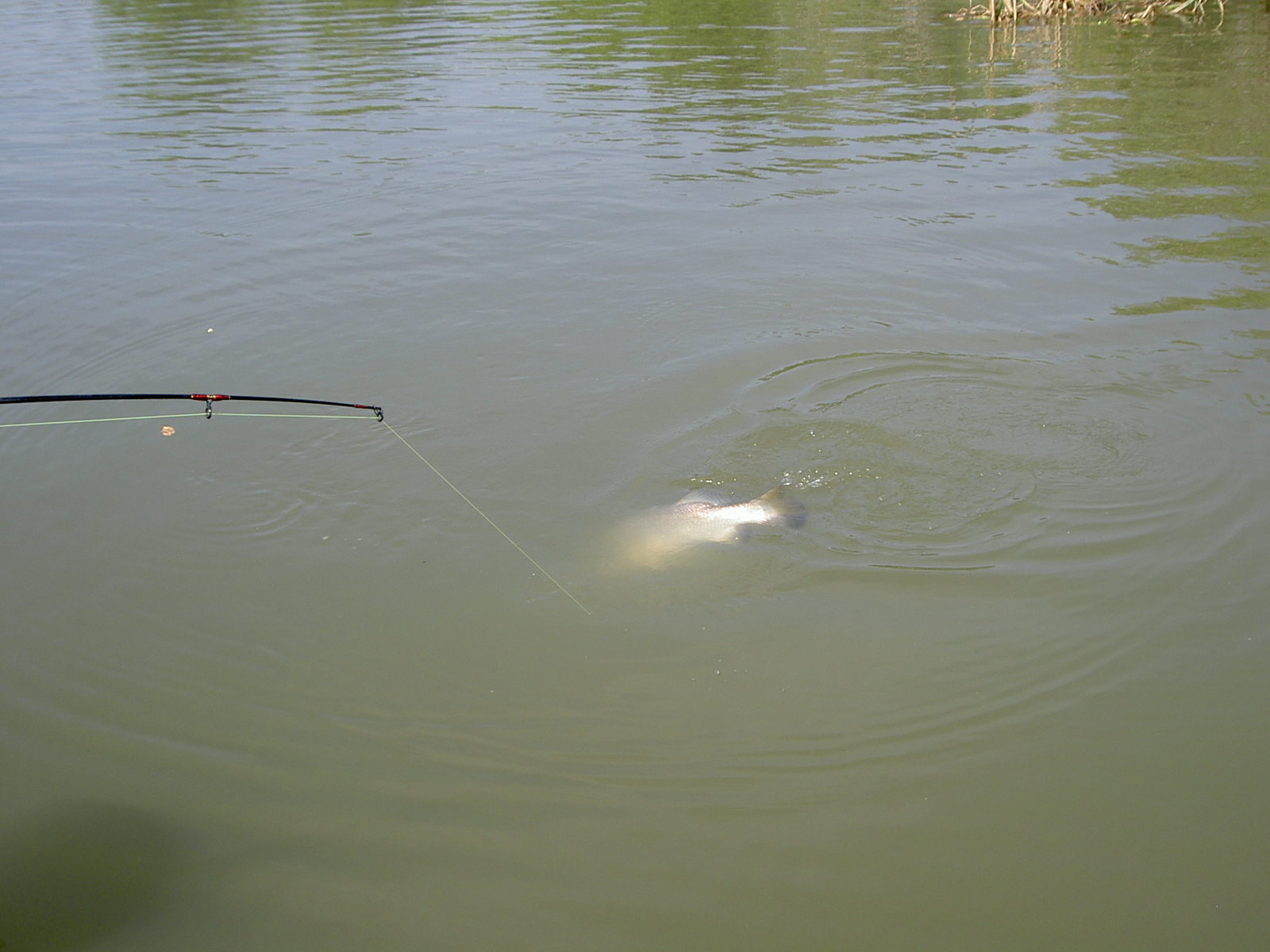 ทริปแม่น้ำบางปะกง  ฤดู กระพง