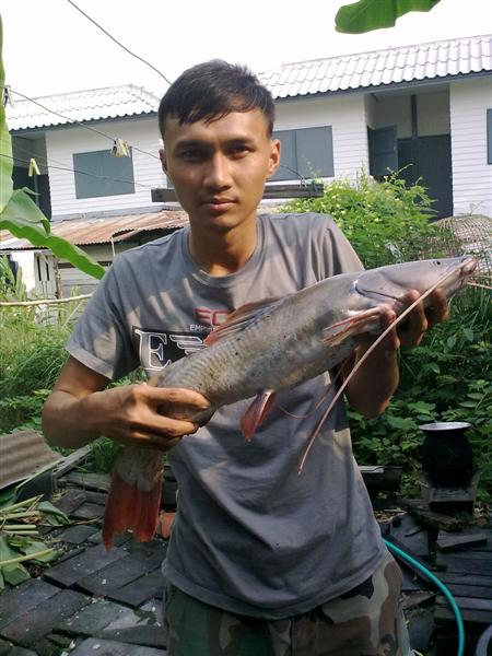 ปลากดรวมๆๆๆครับ