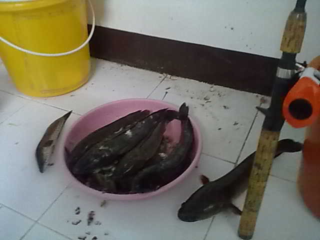 รวมร่างหมานเลย