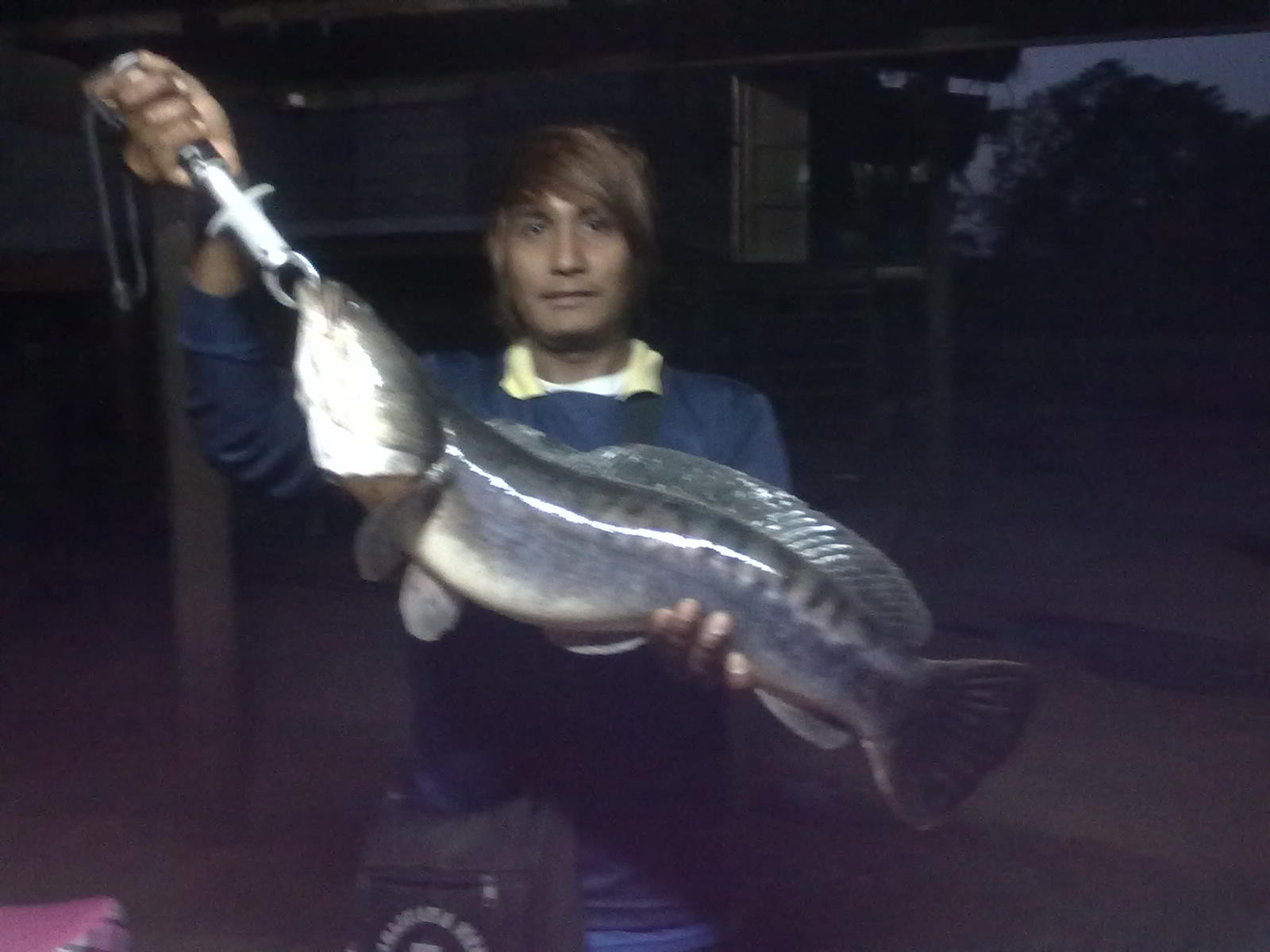 ชะโดยามเย็น ณ อ.บางบาล คับ