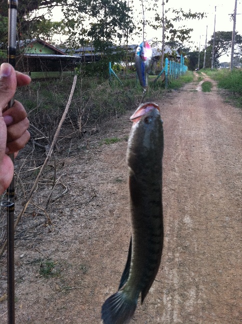 รวมช่อนนา@สิงห์บุรี