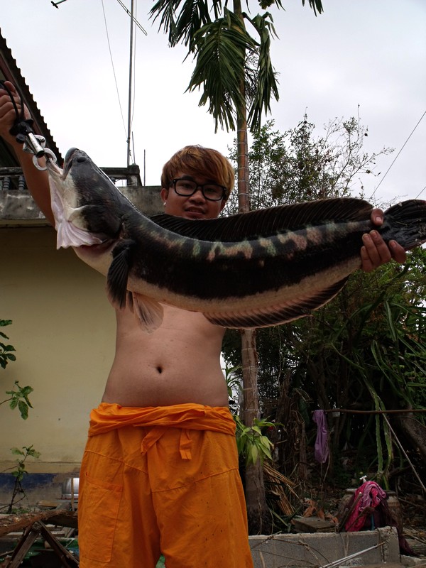 ชะโดใหญ่-ของขวัญปีใหม่
