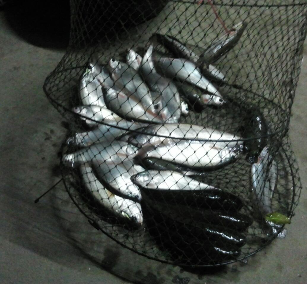 ปีใหม่ฉลาดจริงเหนาะ