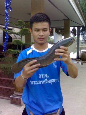 รวมๆ ช่อนครับ