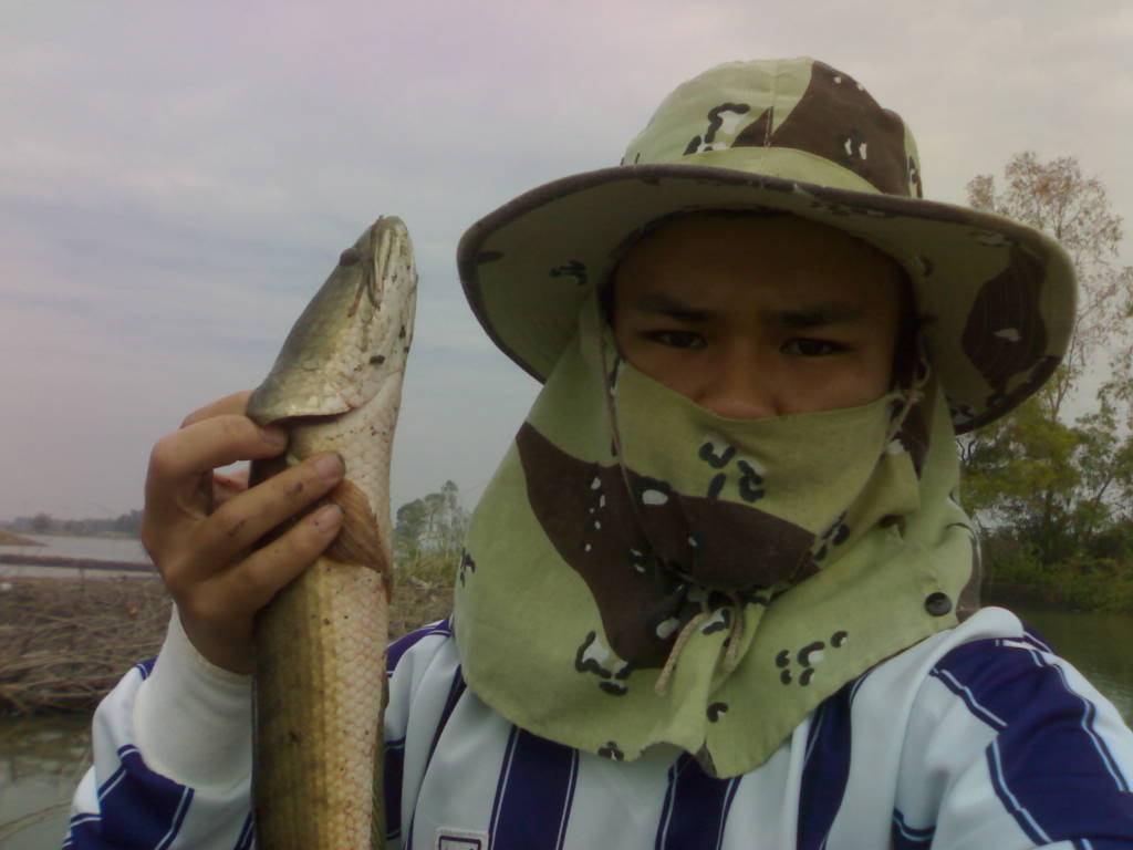 รวมๆ ช่อนครับ