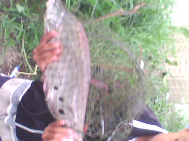 แม่น้ำปิงเชียงใหม่ก่อนสิ้นปี