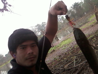 ปลาช่อนคับบ