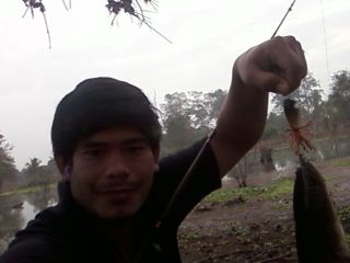 ปลาช่อนคับบ