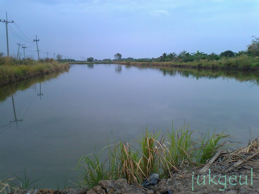 ปลาช่อนบ้านสร้างครับน้าแอ๊วฝากมา