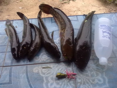 ลองเหยื่อทำเอง