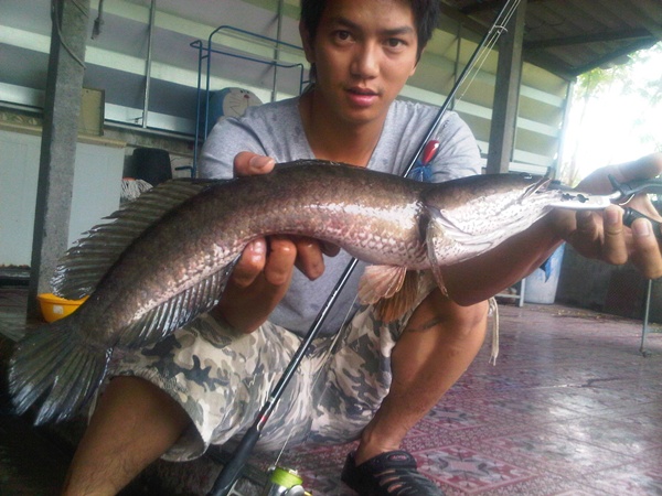 ปลาช่อนลพบุรี