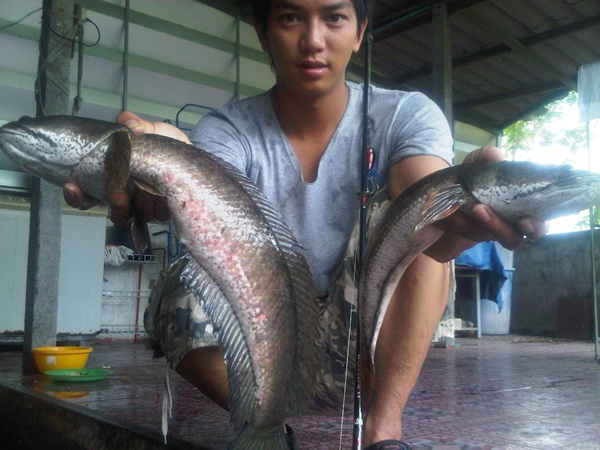 ปลาช่อนลพบุรี