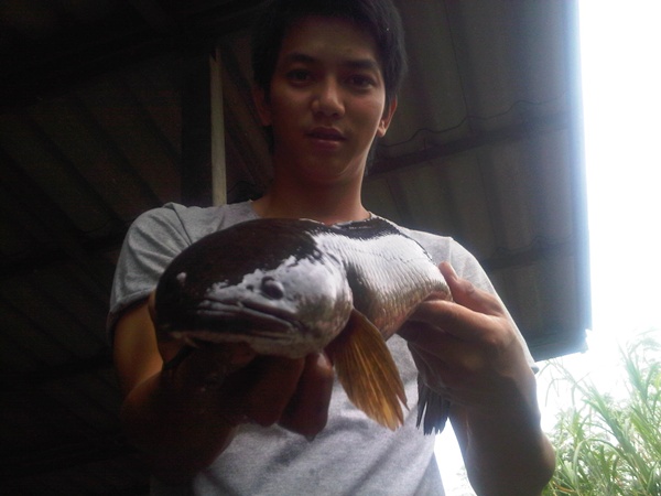 ปลาช่อนลพบุรี
