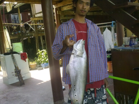 ปลากราย บางระจัน...(น้องใหม่ครับ)