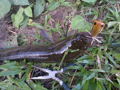 เทสเหยื่อรวมๆ (คู่หู เอาฝาก)