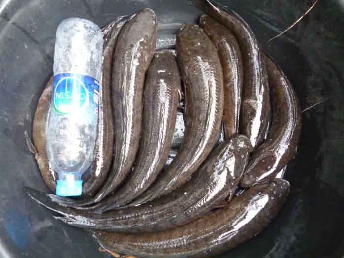 ปลาช่อนข้างทาง