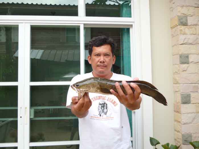 ปลาช่อนข้างทาง