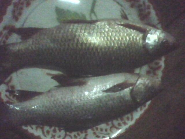 ยี่สกไทยในเขื่อนน้ำก้อ คับ