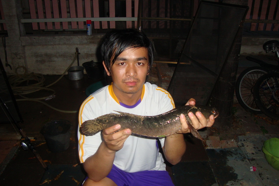 - . . . ช่ อ น บ า ง บั ว ท อ ง & ไ ท ร น้ อ ย . .