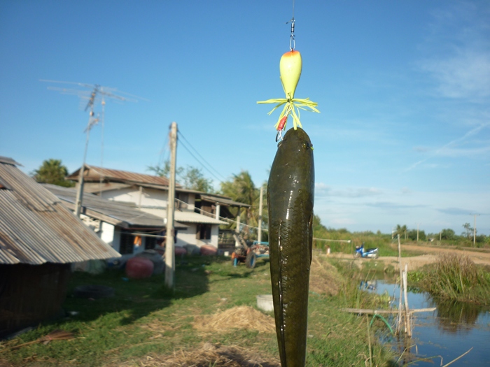 เทส กบโดด 