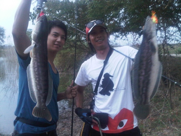 ชะโดลพบรีี
