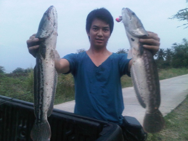 ชะโดลพบรีี