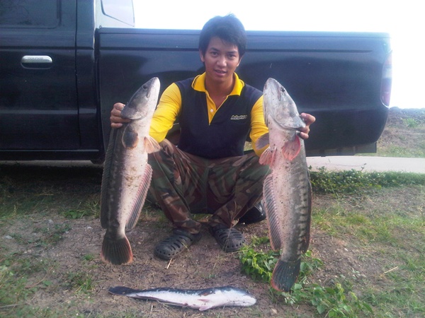 ชะโดลพบรีี