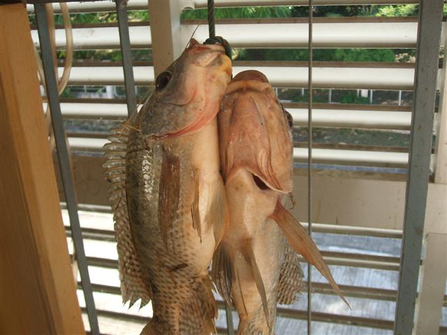 ผลงานเล็กน้อย