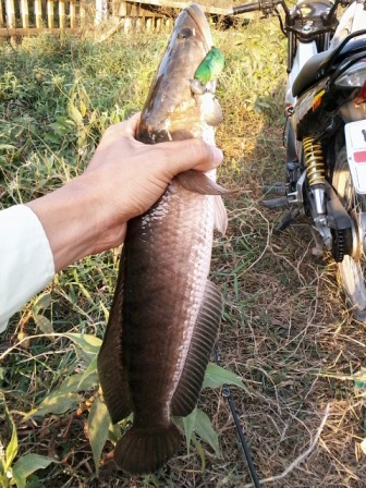 เริ่มแล้วฤดูล่าปลาช่อนคลอง