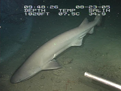 ฟอสซิลมีชีวิต ฉลามหกเหงือก (Bluntnose sixgill shar