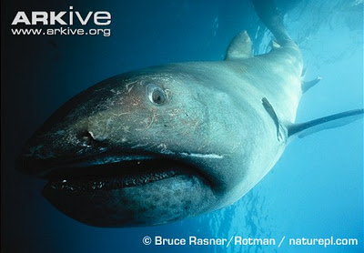 ปลาฉลามเมก้าเม้าท์ ฉลามปากใหญ่ยักษ์ (megamouth sha