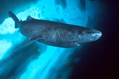 ฉลามกรีนแลนด์ ตำนาน อสูรกินหมี (Greenland Shark)