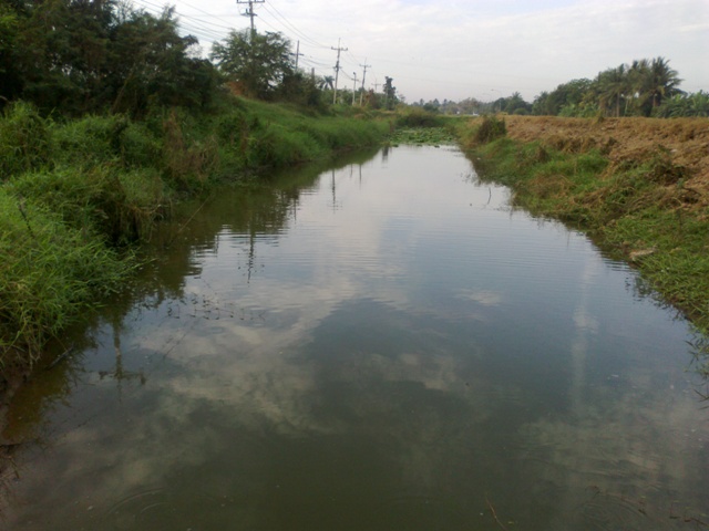 ช่อนเมืองสิงห์