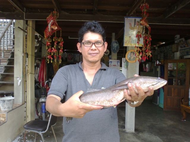 ช่อนเมืองสิงห์