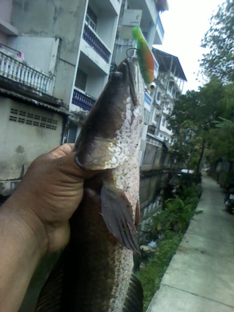ช่อนคลอง   ของหมึกดำ