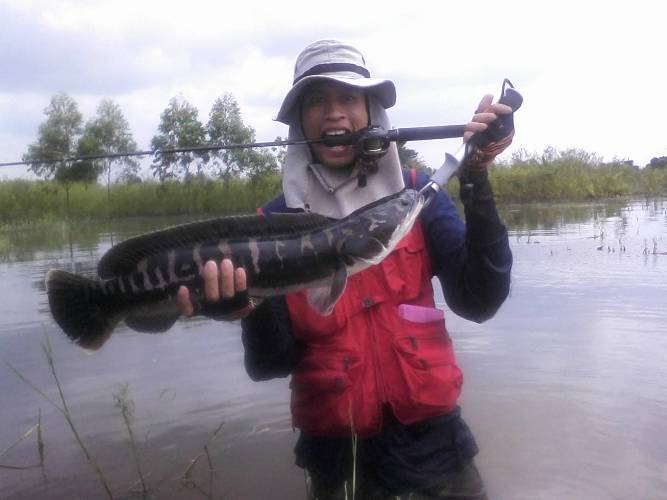 ชะโดอ่างระบมเมื่อปลายปี