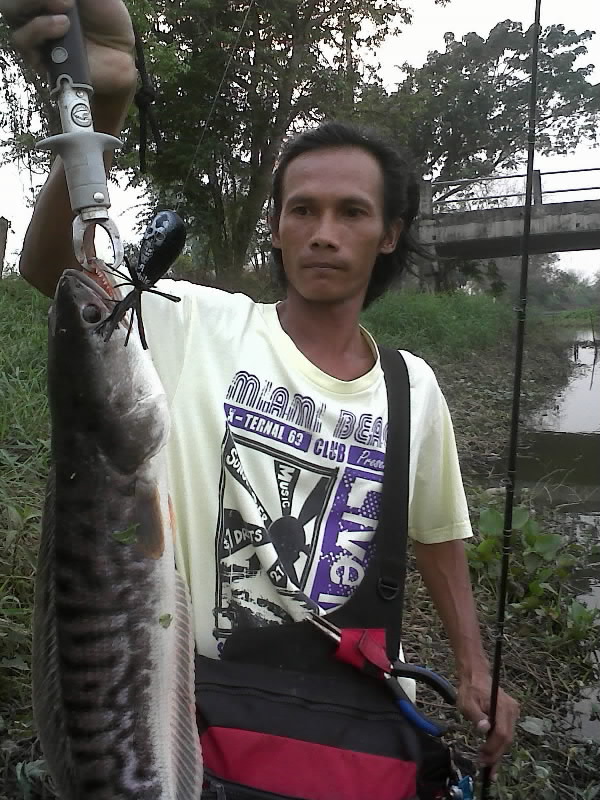กบชาวบ้านมันจริงๆ